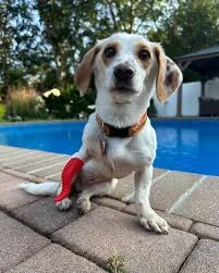 Meet Autumn – a sweet pup with one paw less