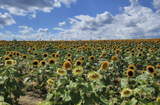 Barton Orchards
