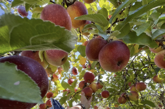 Barton Orchards
