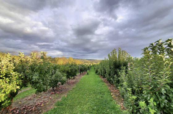 Barton Orchards