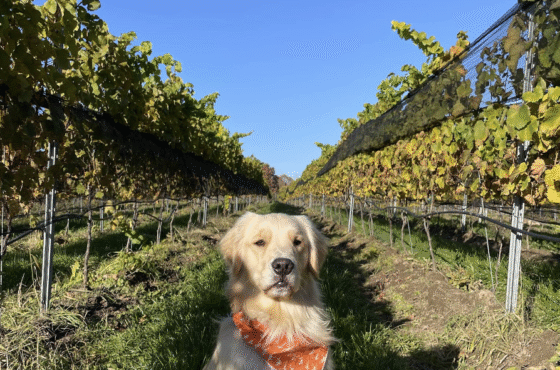 Whitecliff Vineyard at Hudson