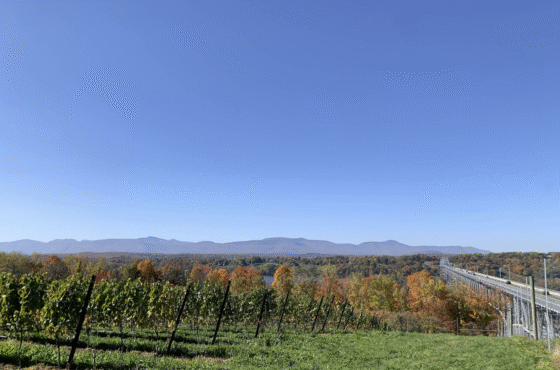 Whitecliff Vineyard at Hudson
