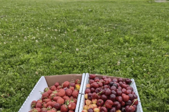 Rose Hill Farm