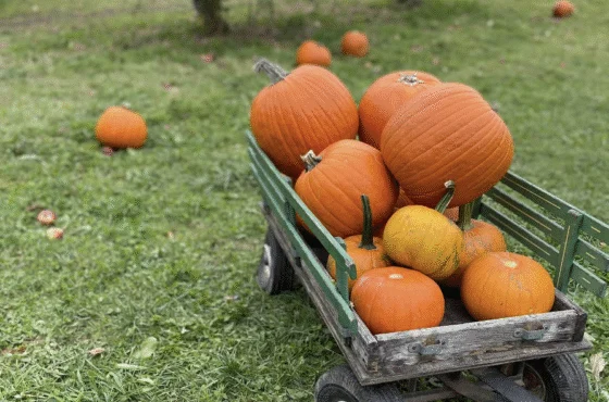 Rose Hill Farm