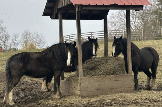 June Farms