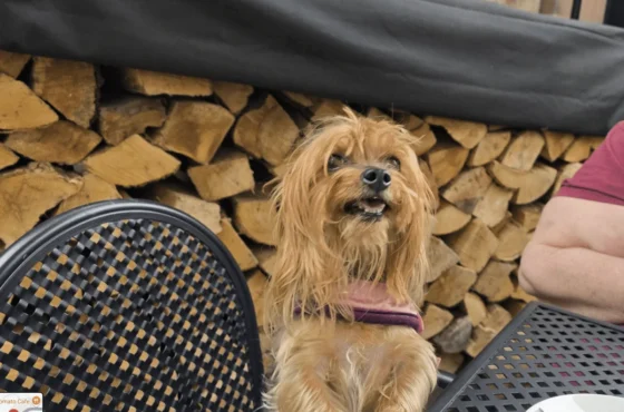 Beast