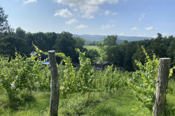 The Waterwheel Vineyard