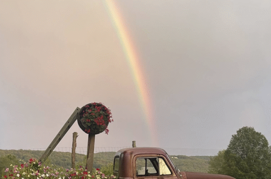 The Waterwheel Vineyard