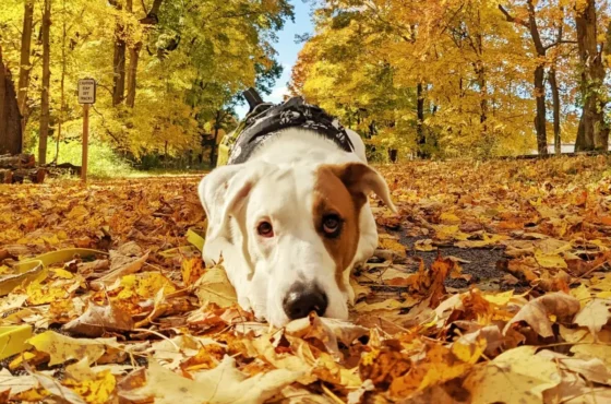 Paws, Pumpkins, and Peak Foliage: The 2025 Dog-Friendly Hudson Valley Fall Bucket List 🍂