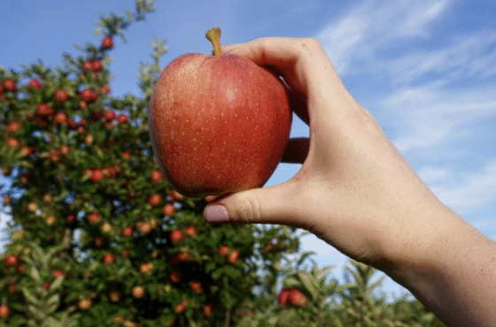 Fall Harvest Festival