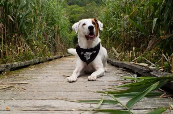 Sniff Out a New Adventure: 3 Pawsitively Unique Dog-Friendly Trails in Dutchess County