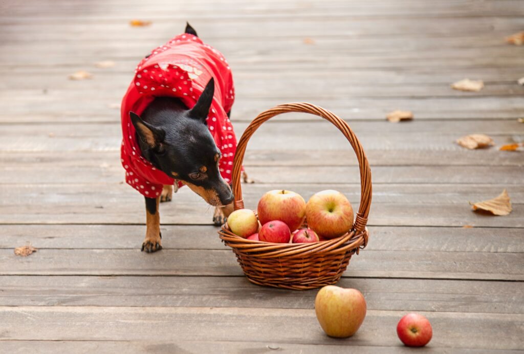 Dog-Friendly Apple Picking in the Hudson Valley!