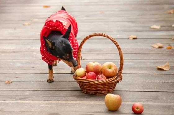 Dog-Friendly Apple Picking in the Hudson Valley: 2026 Guide