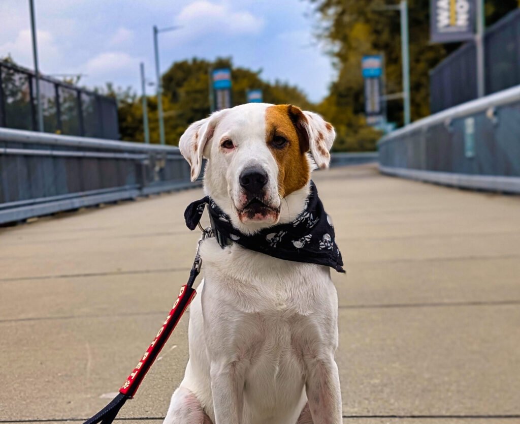 The Ultimate Poughkeepsie Itinerary for City Pups