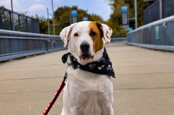 The Ultimate Poughkeepsie Itinerary for City Pups