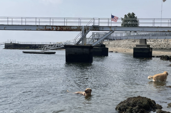 Larchmont Dog Beach