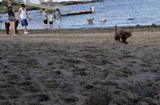 Larchmont Dog Beach