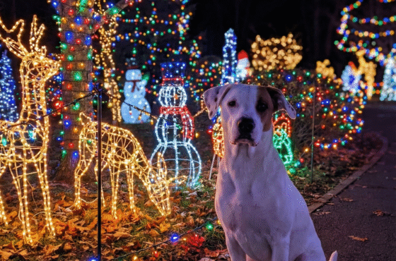 🎄 Holiday Lights & Leash-Free Nights: The Best Drive-Thru Displays for You and Your Pup 🐾