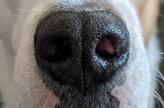 Nose Prints and Paw-sonalities: Why Your Dog’s Snout is as Unique as a Human Fingerprint