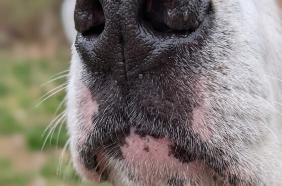 The Nose Knows: Why ‘Sniff Walks’ are the Pawsitive Secret to a Happier Hudson Valley Dog