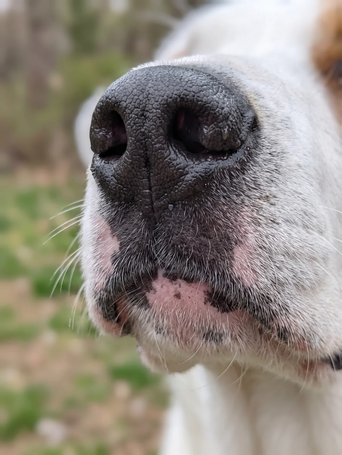 The Nose Knows: Why ‘Sniff Walks’ are the Pawsitive Secret to a Happier Hudson Valley Dog