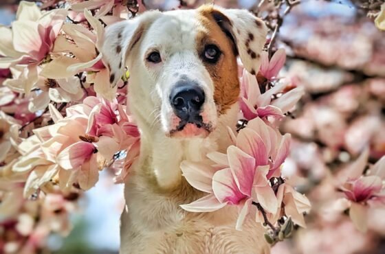 Paws & Petals: Dog-Friendly Parks, Streets, and Estates for Spring Blooms in the Hudson Valley