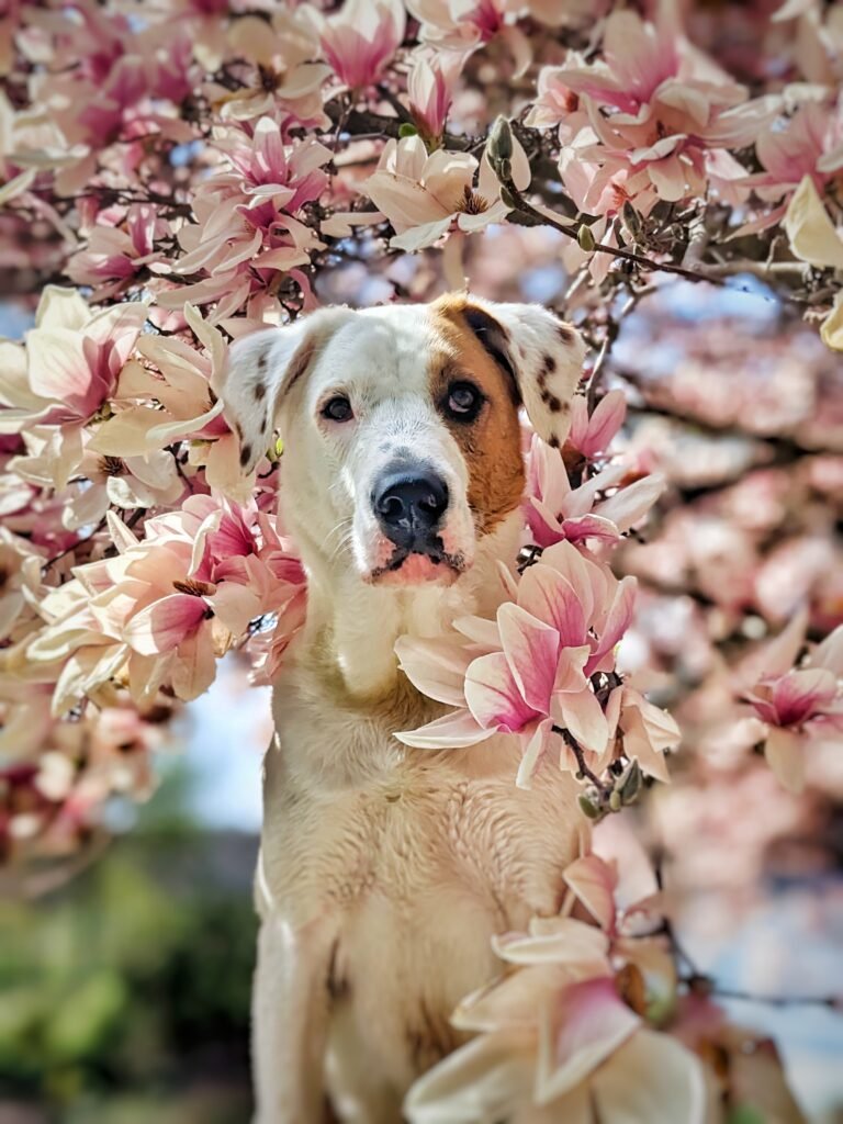 Paws & Petals: Dog-Friendly Parks, Streets, and Estates for Spring Blooms in the Hudson Valley