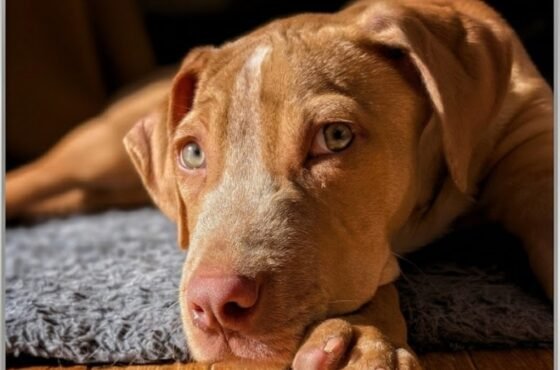 Pawsitive Spots Rescue of the Month: Meet Hank, a Little Hero! 🐾