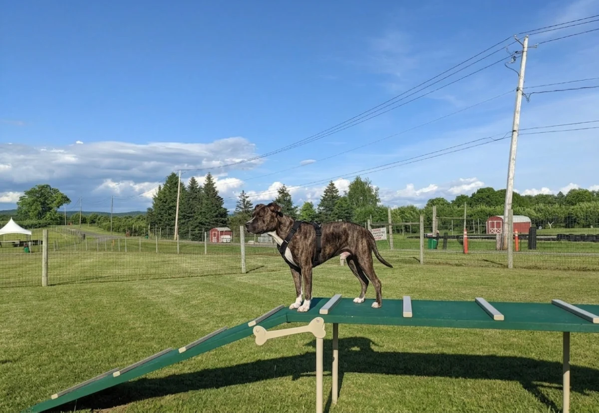 The Ultimate Guide to Dog Parks in Dutchess County