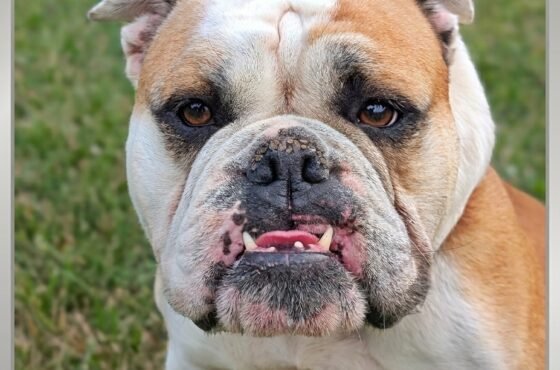 Pawsitive Spots Rescue of the Month: Meet Lady, the 65-Pound Lap Dog!
