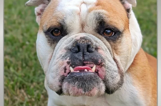 Pawsitive Spots Rescue of the Month: Meet Lady, the 65-Pound Lap Dog!
