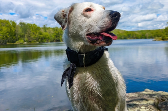 10 Hudson Valley Water Walks Your Dog Will Love This Summer (Tested & Approved by Local Pups)