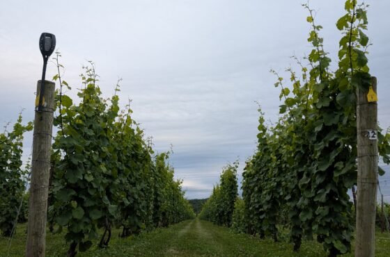 Millbrook Vineyards & Winery