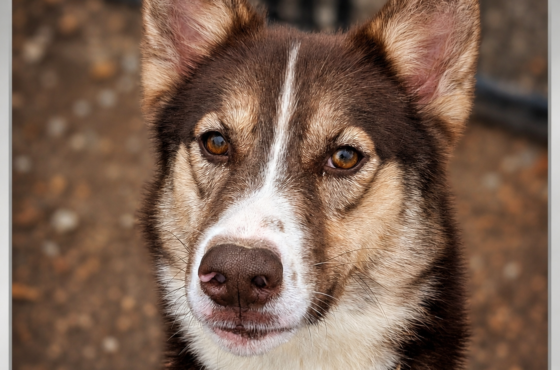 Pawsitive Rescue of the month: Meet Summit, Our Brilliant Rescue of the Month 🐾