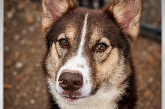 Pawsitive Rescue of the month: Meet Summit, Our Brilliant Rescue of the Month 🐾