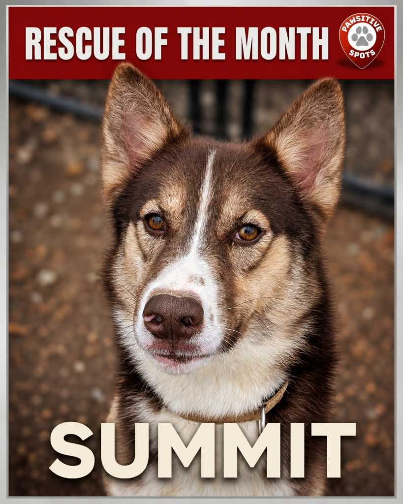 Pawsitive Rescue of the month: Meet Summit, Our Brilliant Rescue of the Month 🐾