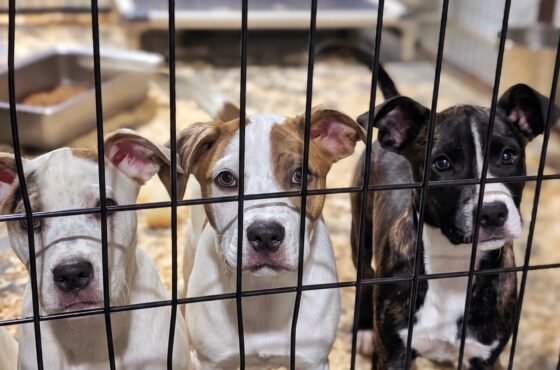 Make Your Sundays Meaningful: Take a shelter dog for a field trip