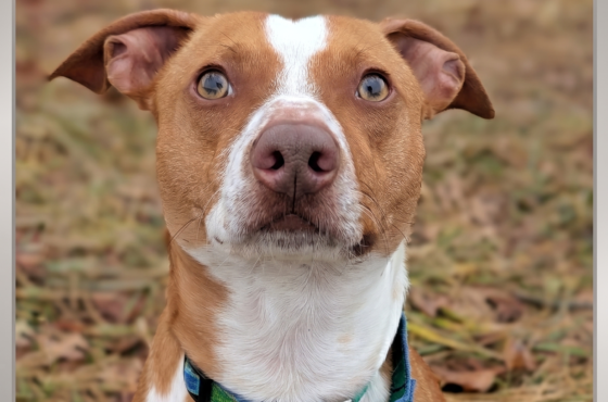 Meet Benson: The Barkour-Loving Rescue of the Month! 🐾