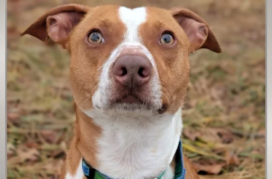 Meet Benson: The Barkour-Loving Rescue of the Month! 🐾