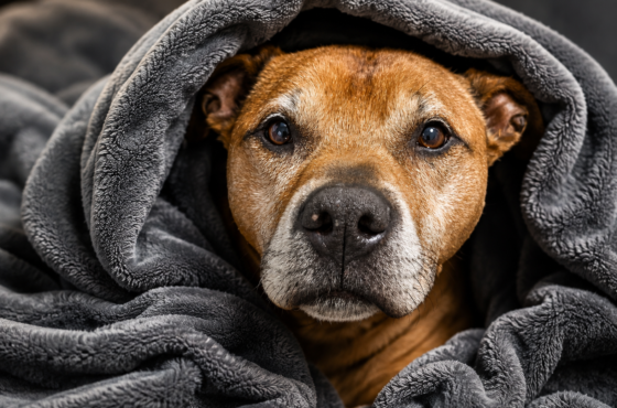 15 Shelter Dogs Just Found Home in 24 Hours! 🐾
