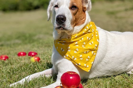 Dog-Friendly Apple Orchards in the Hudson Valley