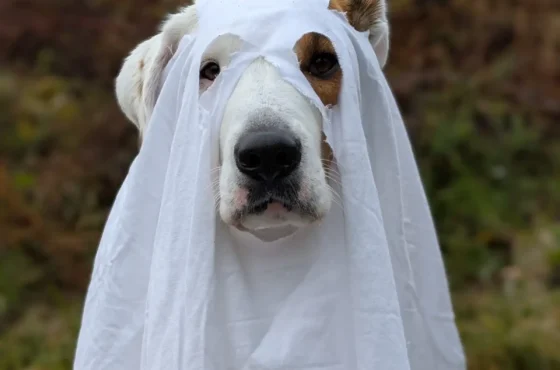 The Ultimate Hudson Valley Dog Halloween Event Guide (2026) 🎃🐾