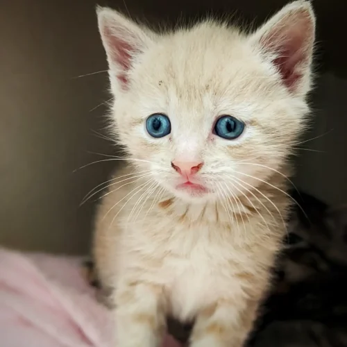 Pet photgraphyGig (1)