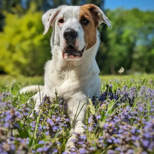 Pet photgraphyGig (12)