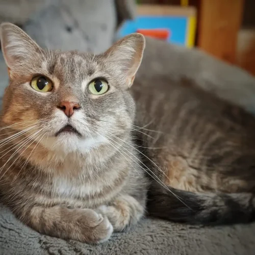 Pet photgraphyGig (2)