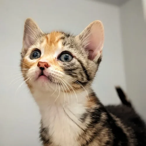 Pet photgraphyGig (3)