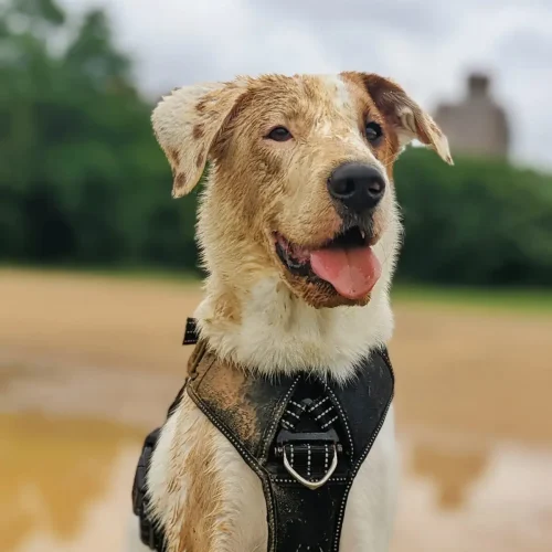 Pet photgraphyGig (5)