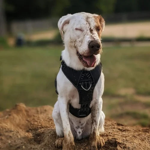 Pet photgraphyGig (6)