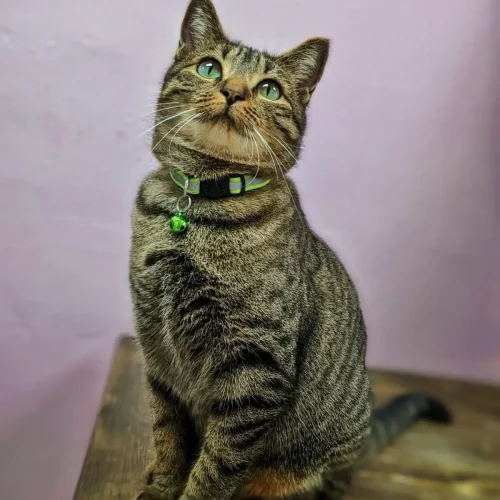 Pet photgraphyGig (7)