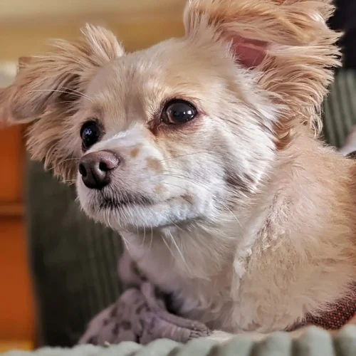 Pet photgraphyGig (8)